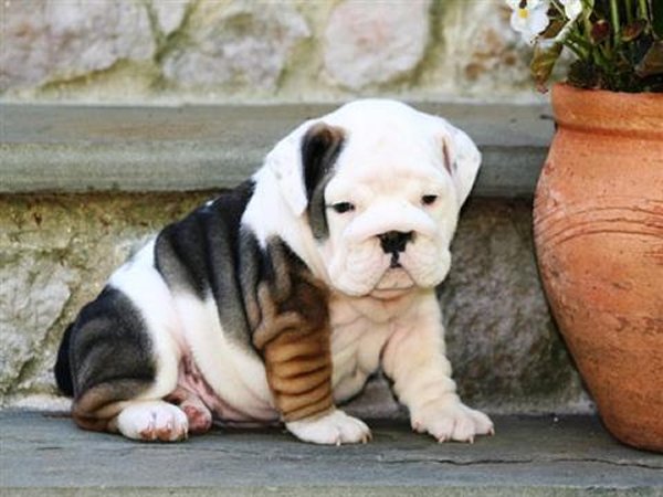 10 Most Expensive Dog Breeds In Pakistan - English Bulldog