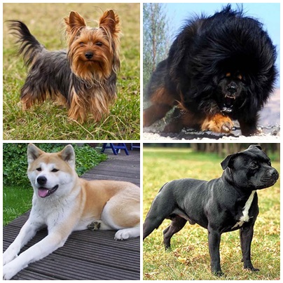 10 Most Expensive Dog Breeds In Pakistan