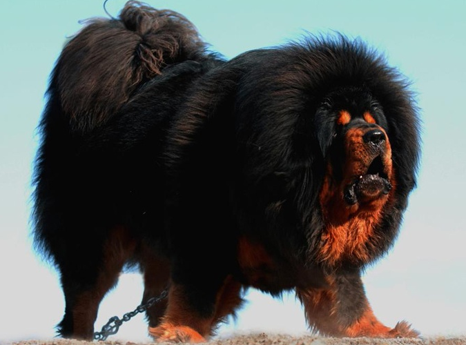 10 Most Expensive Dogs In The World