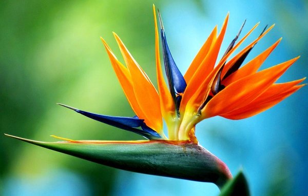 20-beautiful-flowers-ever-found-in-the-world-bird-of-paradise