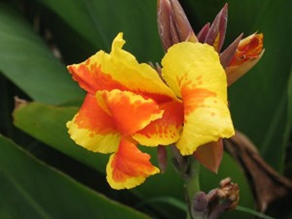 20-beautiful-flowers-ever-found-in-the-world-canna