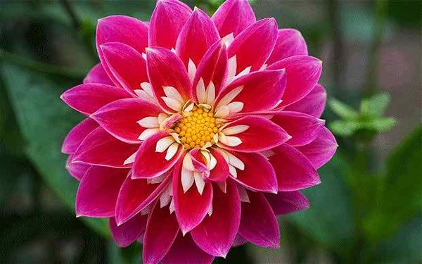 20-beautiful-flowers-ever-found-in-the-world-dahlia