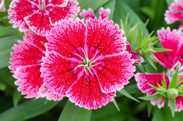 20-beautiful-flowers-ever-found-in-the-world-dianthus