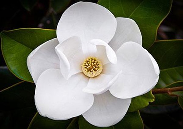 20-beautiful-flowers-ever-found-in-the-world-magnolia