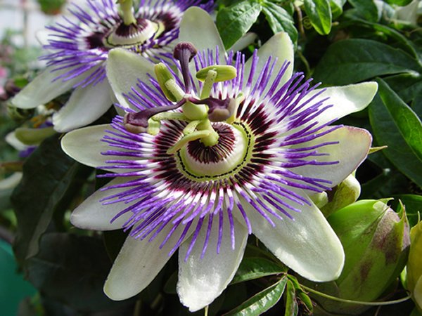 20-beautiful-flowers-ever-found-in-the-world-passion-flower
