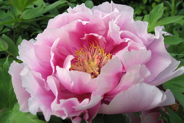 20-beautiful-flowers-ever-found-in-the-world-peony