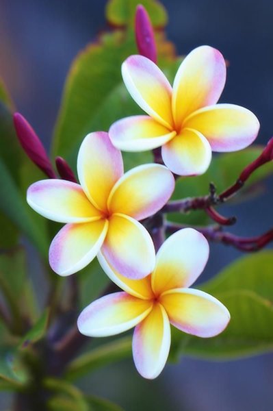 20-beautiful-flowers-ever-found-in-the-world-plumeria