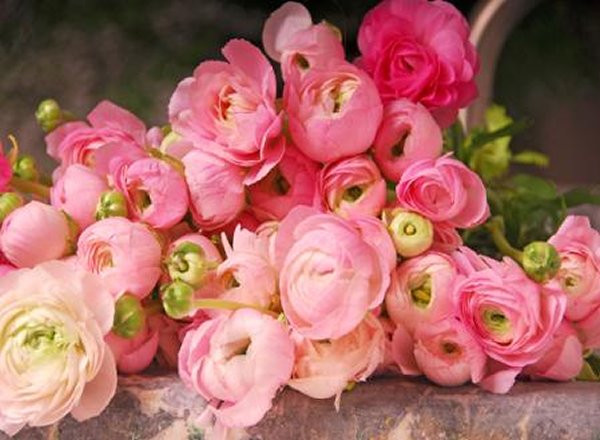 20-beautiful-flowers-ever-found-in-the-world-ranunculus