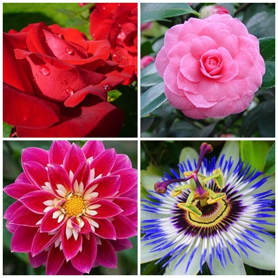 20 Beautiful Flowers Ever Found In The World