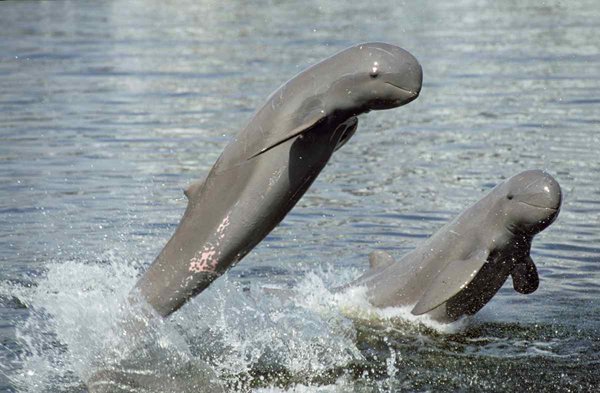 10-bizarre-animals-you-need-to-know-right-now-irrawaddy-dolphin