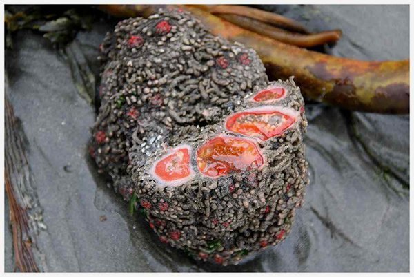 10-bizarre-animals-you-need-to-know-right-now-pyura-chilensis