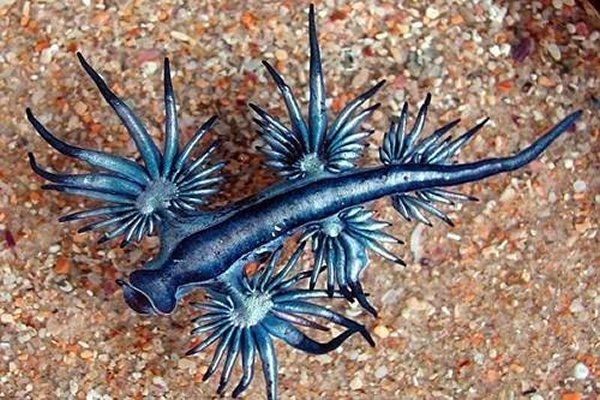 10-bizarre-animals-you-need-to-know-right-now-the-glaucus-atlanticus
