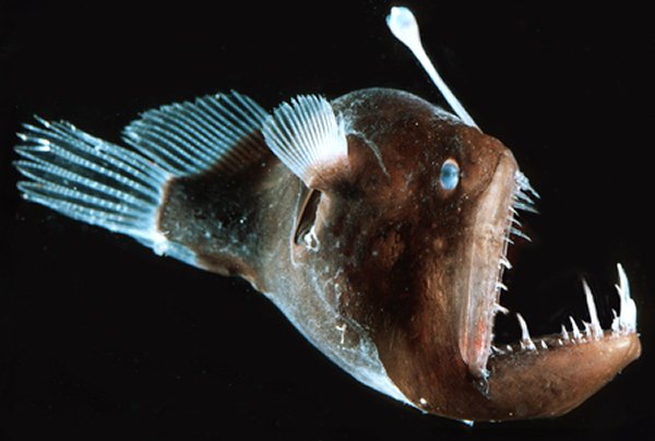10 Beautiful Ocean Creatures In The World-Deep Sea Anglerfish