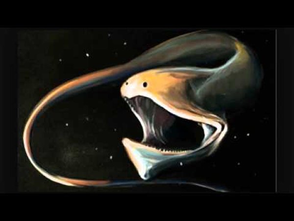 10 Beautiful Ocean Creatures In The World-Gulper Eel