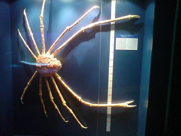 10 Beautiful Ocean Creatures In The World-Japanese Giant Spider Crab