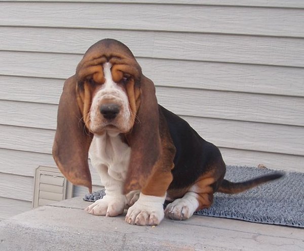 Top 10 Cutest Puppies In The World-Basset Hound