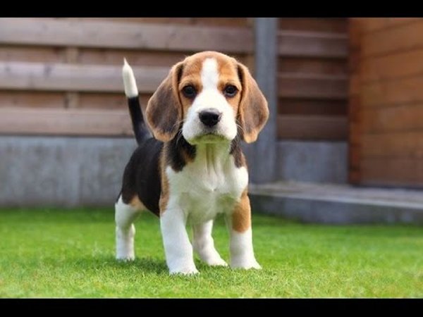 Top 10 Cutest Puppies In The World-Beagle