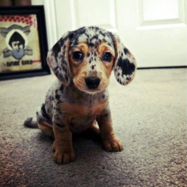 Top 10 Cutest Puppies In The World-Dachshund