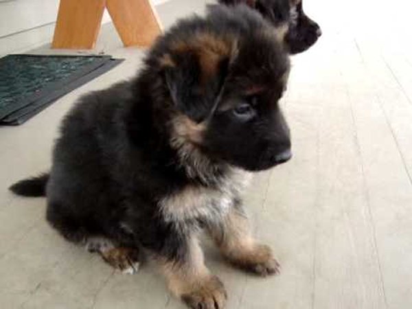 Top 10 Cutest Puppies In The World-German Shepherd