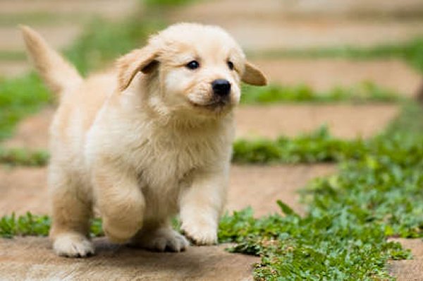 Top 10 Cutest Puppies In The World-Golden Retriever